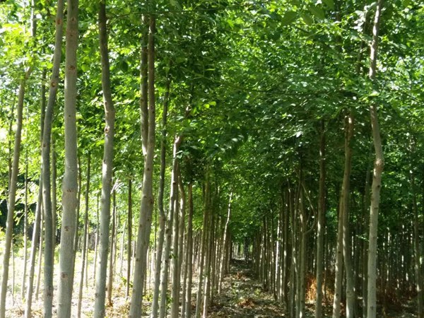 1570792034912426.jpg 白蠟樹苗價格以及特點是什么