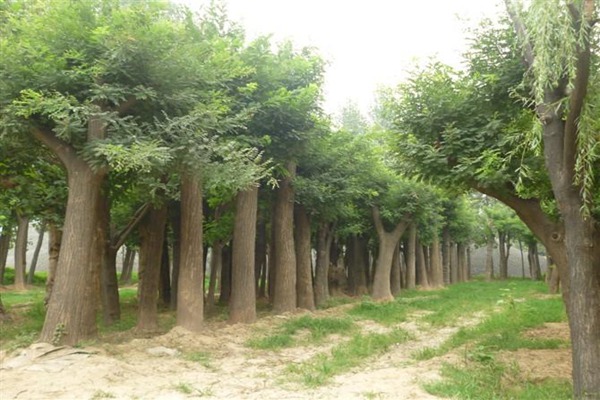 1570792994623037.jpg 2019國槐價格表最新報價