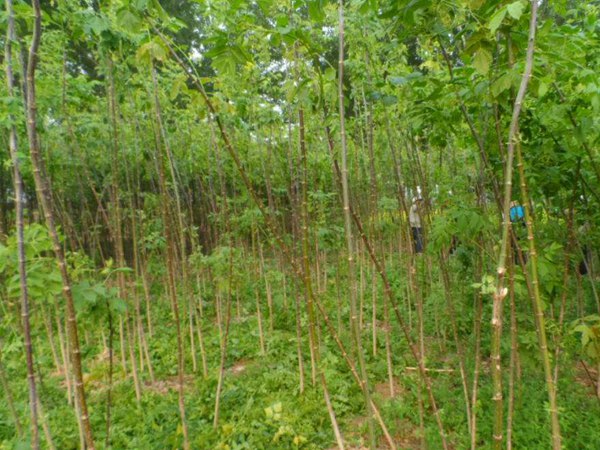 復(fù)葉槭2019年最新市場價(jià)格