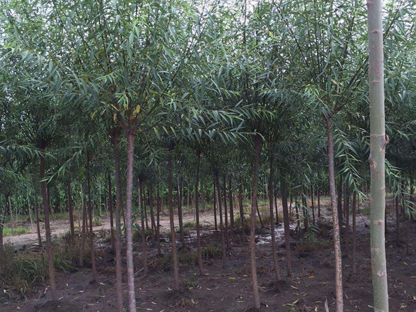 垂柳樹苗2公分報(bào)價(jià)，多少錢一顆