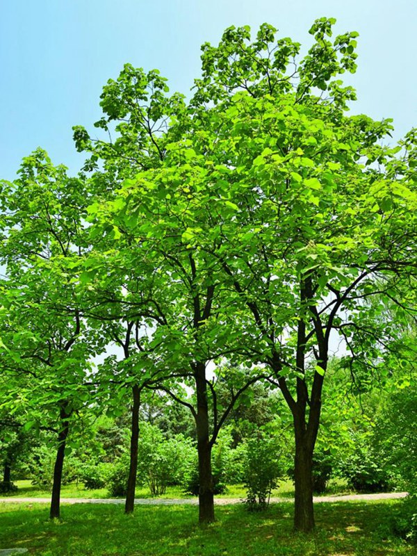 基地常年供應(yīng)優(yōu)質(zhì)梓樹，品質(zhì)有保證