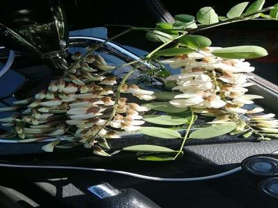 刺槐長得什么樣？什么叫刺槐？