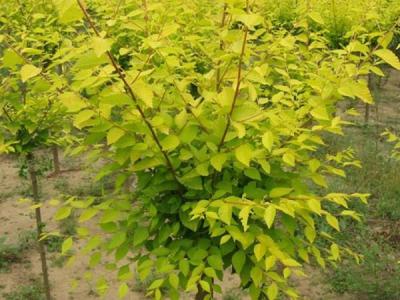 基地直銷金葉榆樹苗，價格多少錢