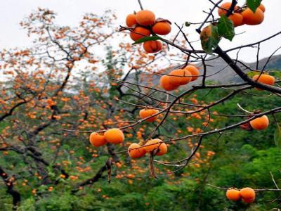 最新柿子樹低價(jià)批發(fā)，全國統(tǒng)一發(fā)貨