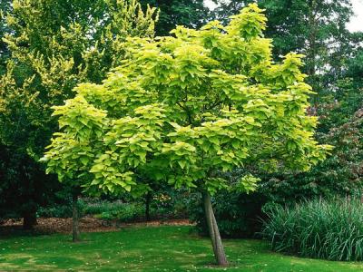 基地常年供應優(yōu)質(zhì)梓樹，品質(zhì)有保證