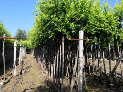 金葉榆修剪的具體操作步驟是什么？