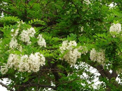 刺槐花語(yǔ)是什么？寓意是什么？