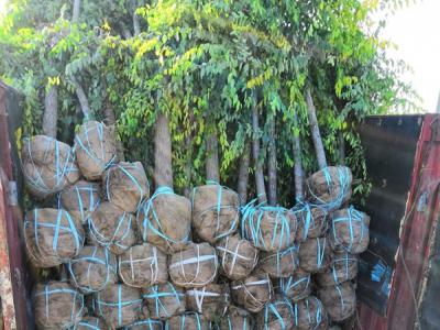 金葉榆到底是灌木還是喬木？