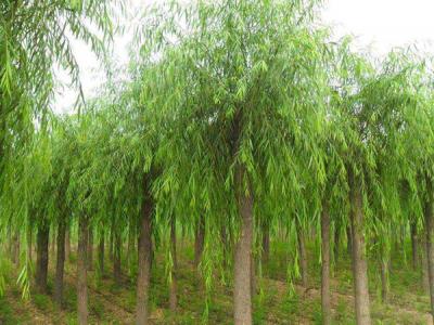 普通柳樹可以嫁接垂柳嗎？