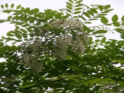 刺槐花可以吃嗎，應(yīng)該怎么吃？