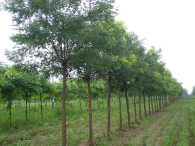 國槐和洋槐二者有什么明顯的區(qū)別？