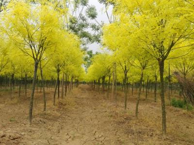 夏季移栽金葉國槐需要注意哪些事項？