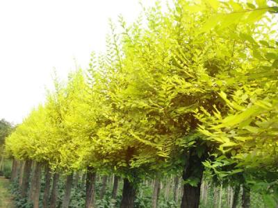 金葉榆的園林用途體現(xiàn)在哪些方面？