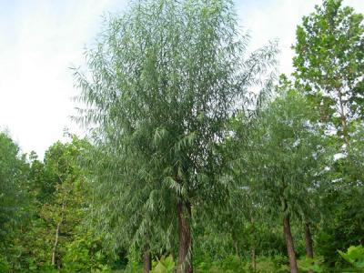 40公分饅頭柳幼苗的市場價格是多少？