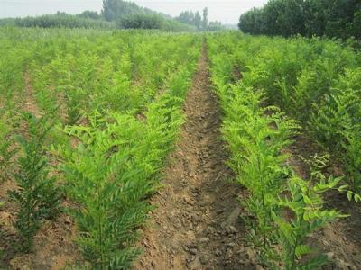 國槐幾年才能長到十公分？