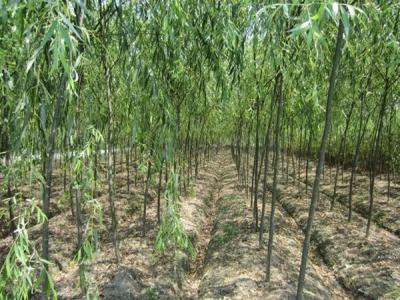 速生柳樹每年可以長(zhǎng)粗多少？