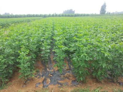 如何讓白蠟樹長得更快更好？