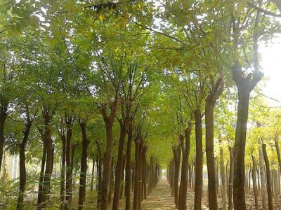 鹽堿地可以栽培速生柳嗎？