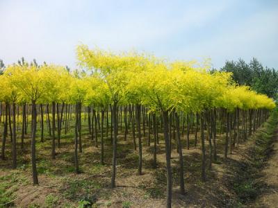 金葉槐的植株高度可以達到多少？