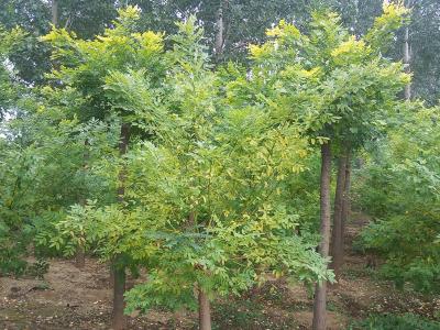 金葉國(guó)槐生長(zhǎng)速度快嗎?
