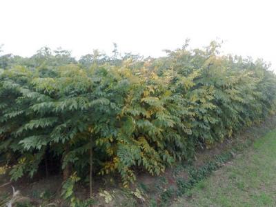 欒樹和黃山欒樹二者有什么區(qū)別？