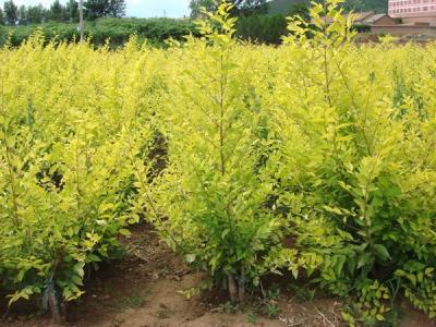 金葉榆小苗的價(jià)格是多少？