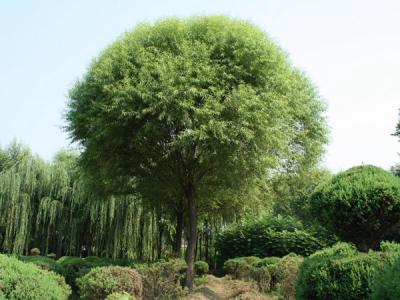 饅頭柳和旱柳二者有什么區(qū)別？