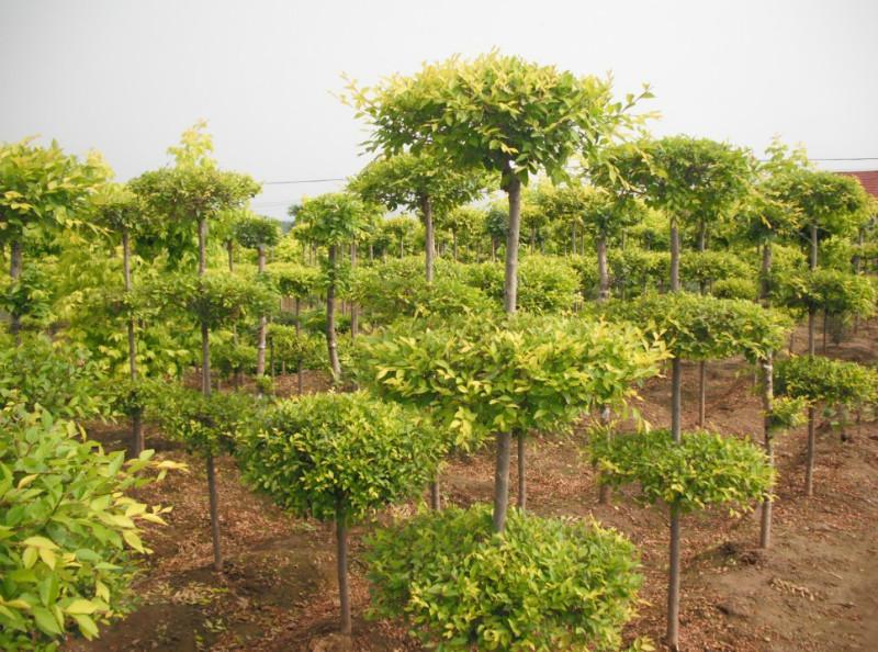 造型金葉榆 造型金葉榆
