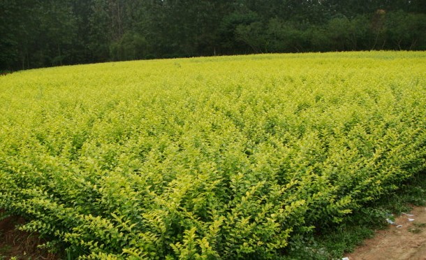假植金葉女貞 假植金葉女貞