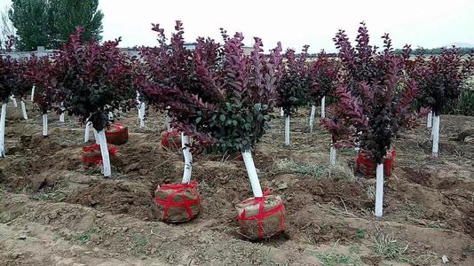 美植袋太陽李 美植袋太陽李