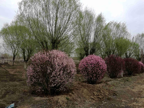 榆葉梅球 榆葉梅球