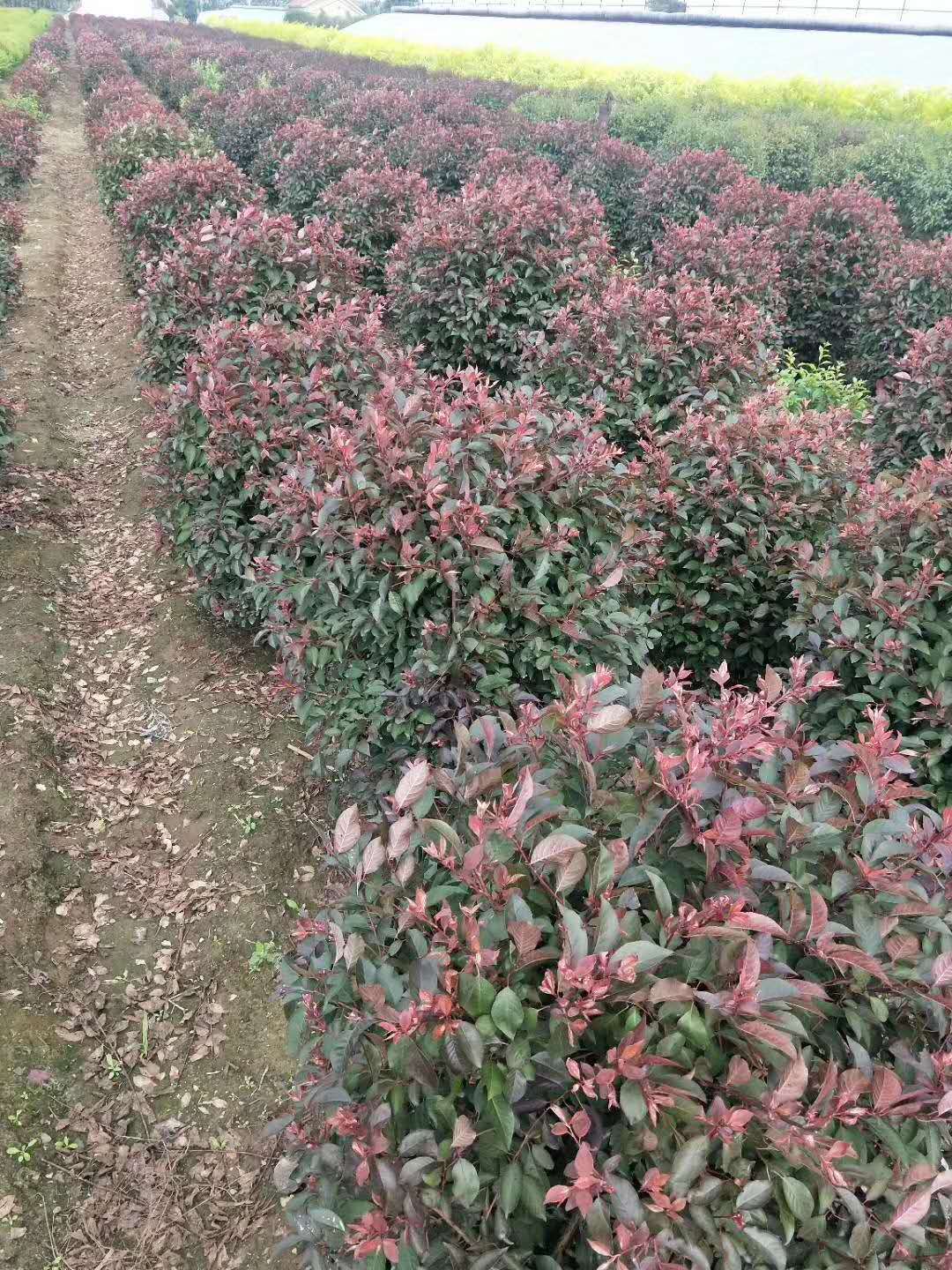 榆葉梅球 榆葉梅球