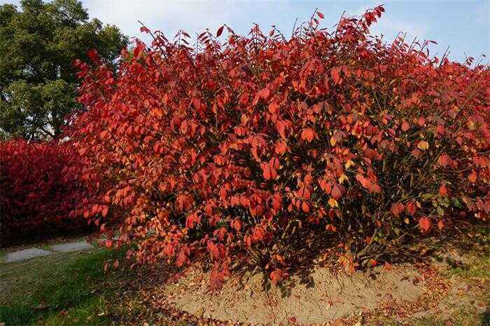 冬紅衛(wèi)矛 冬紅衛(wèi)矛