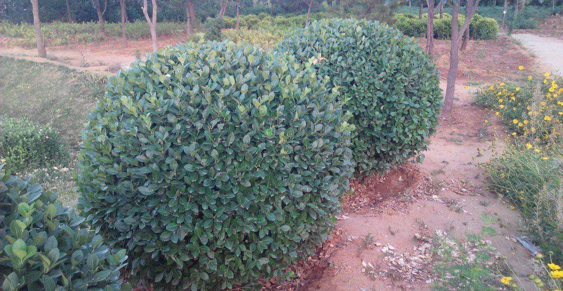 衛(wèi)矛球 衛(wèi)矛球