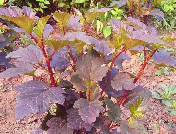 紫葉風(fēng)箱果 紫葉風(fēng)箱果