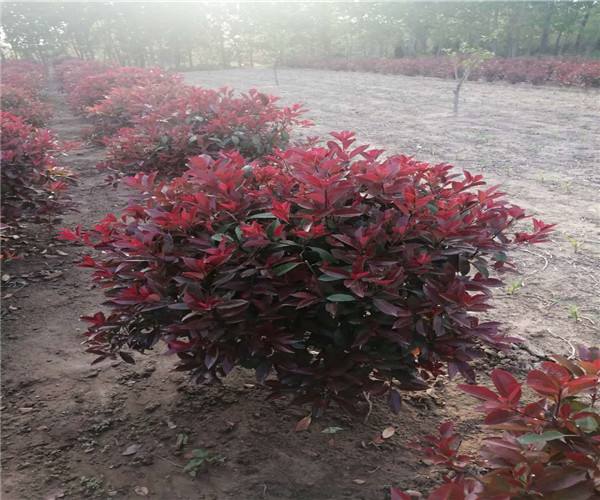 冬紅衛(wèi)矛 冬紅衛(wèi)矛