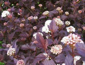 紫葉風(fēng)箱果 紫葉風(fēng)箱果