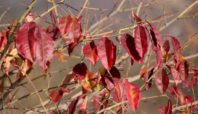 冬紅衛(wèi)矛 冬紅衛(wèi)矛