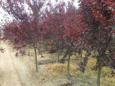 紫葉矮櫻的果子可以吃嗎？