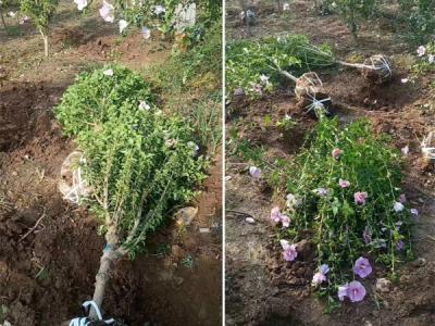 木槿花該如何種植及養(yǎng)護(hù)？