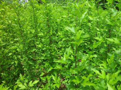 木槿花的花語(yǔ)是什么，寓意是什么？