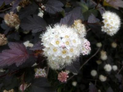 紫葉風(fēng)箱果冬天會落葉么？