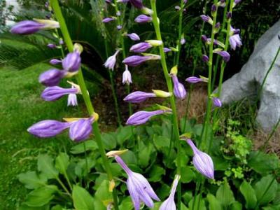 紫玉簪圖片，藥用價(jià)值