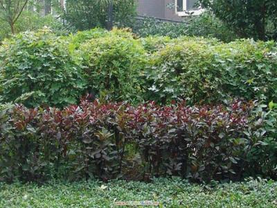 紫葉矮櫻可以耐寒多少度？