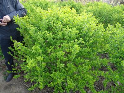 金葉女貞球一年常綠嗎？