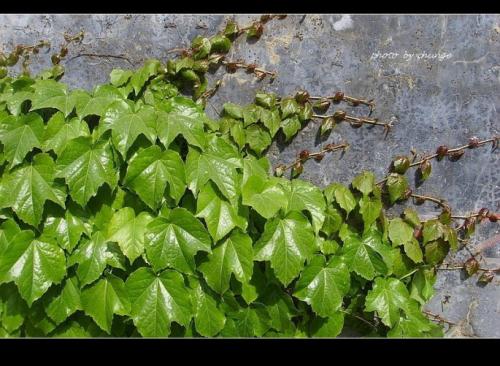 爬山虎 爬山虎