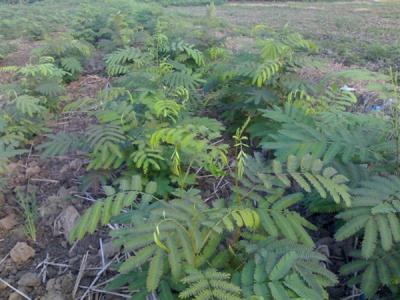 合歡樹種植栽培注意事項(xiàng)