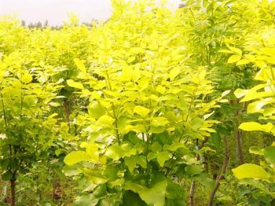 金葉白蠟和白蠟有什么相同點(diǎn)和不同點(diǎn)？