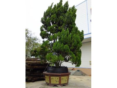 家有龍柏盆景對(duì)家風(fēng)水好嗎？