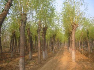 金絲柳和金絲垂柳有什么不同？